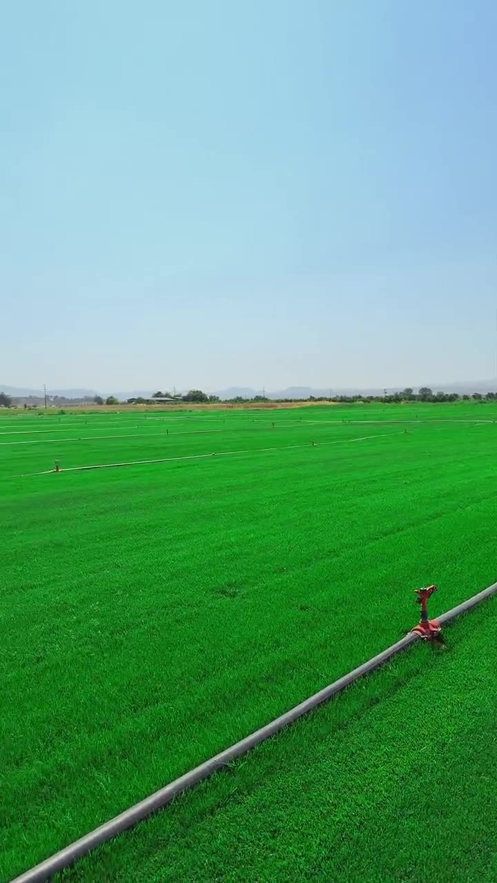 Paspalum çim ve sulama hatları